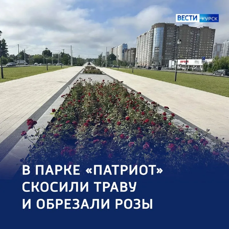 В курском парке «Патриот» ухаживают за розами и сиренью