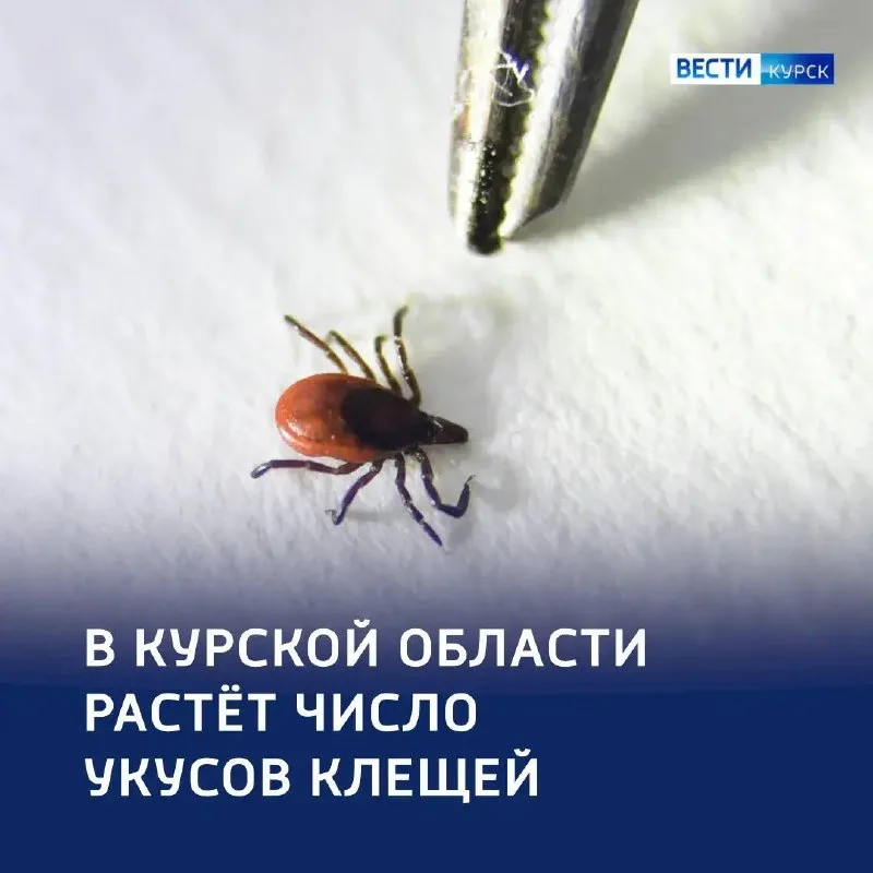 В курской области 1371 человек пострадал от укусов клещей с начала сезона