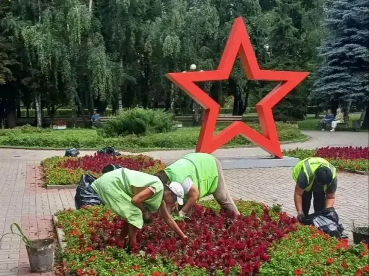 В Курске подрядчик обрезал поросль у 80 деревьев на центральных улицах