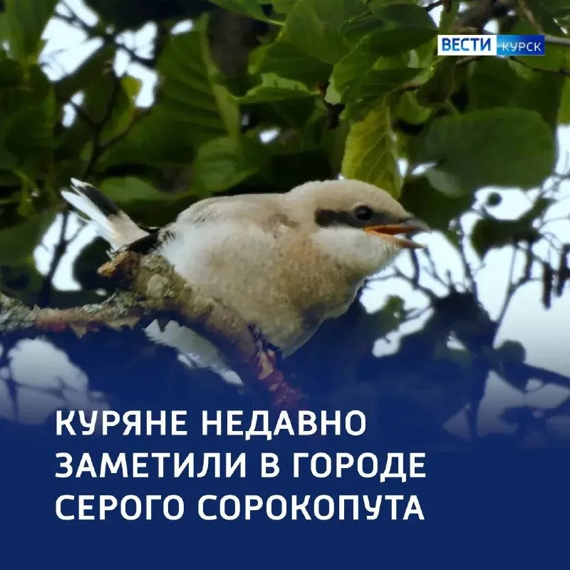 Серый сорокопут: хищная птица с маской разбойника замечена в Курске