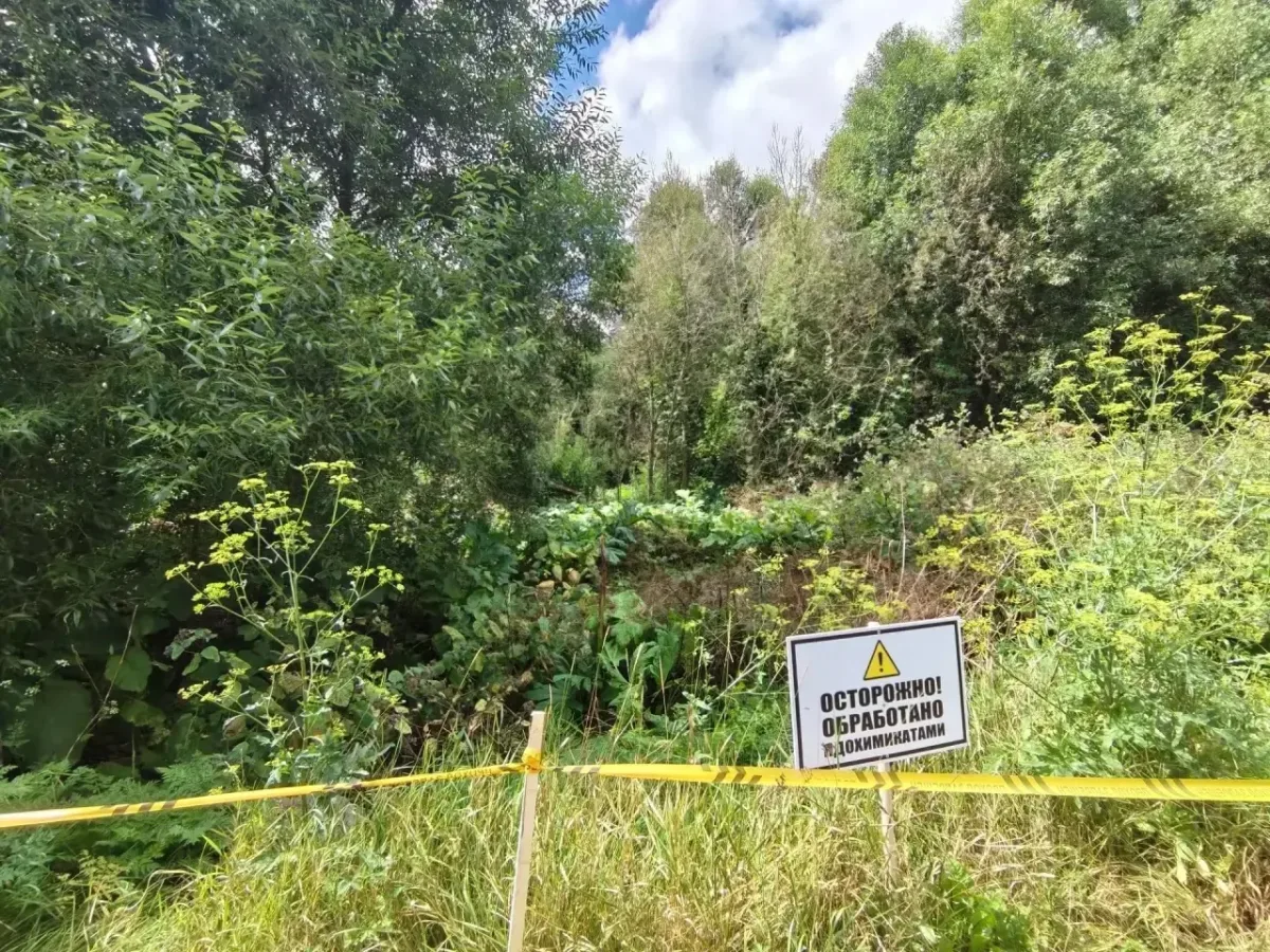 В Курске продолжается борьба с борщевиком Сосновского