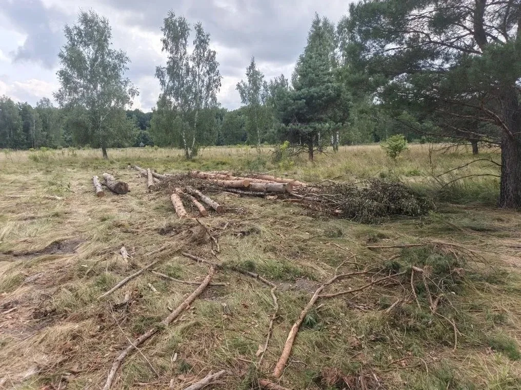 В Курской области завершено почти половина работ по лесовосстановлению