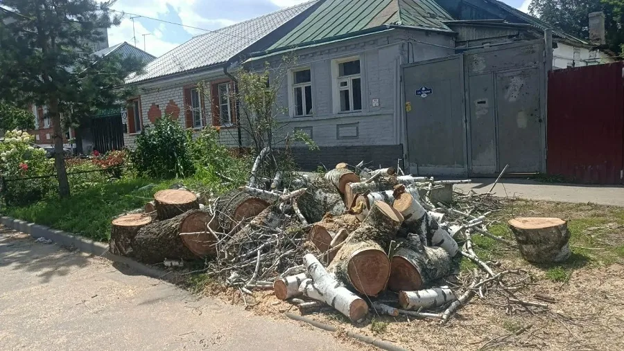 В Курске с начала года убрано 1081 аварийное дерево