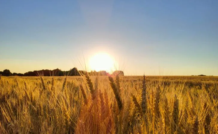 Курская область на пути к 1 млрд долларов экспорта агропродукции к 2026 году