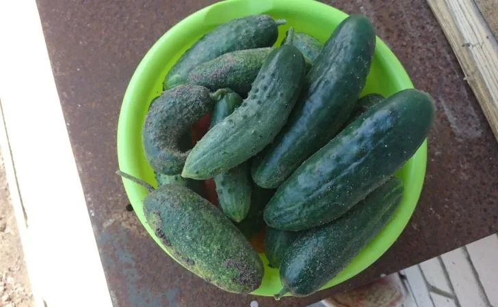 Курскстат: Цены на продукты в Курской области за неделю