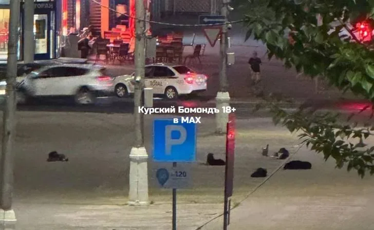 Курянка столкнулась с агрессивной стаей собак в районе Полугоры