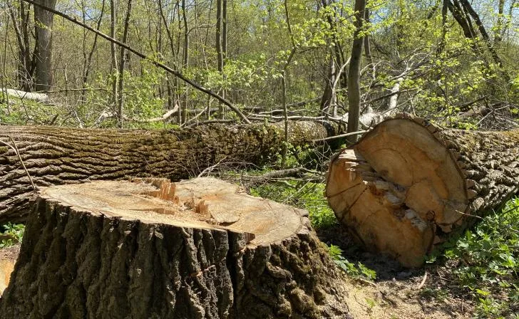 Житель Октябрьского района оштрафован за незаконную рубку деревьев на миллион рублей