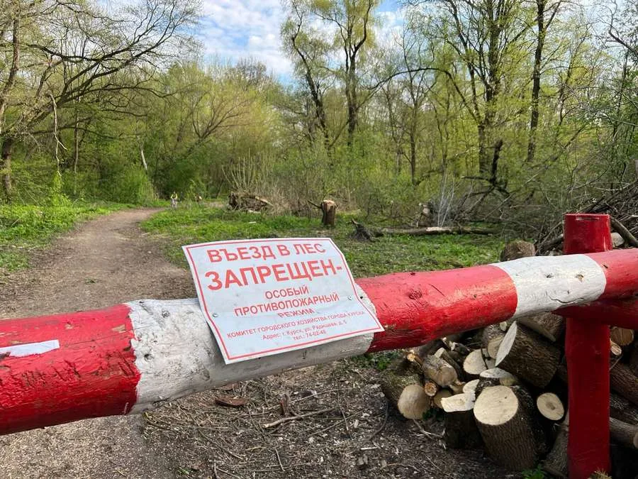 Лес в Курской области, где введен особый противопожарный режим с запретом на посещение.