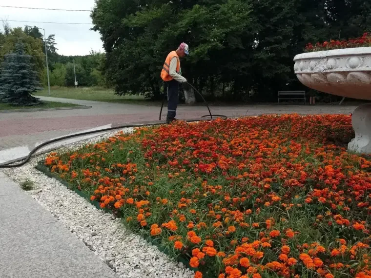 Курск преображается: в городе высаживают новые цветы