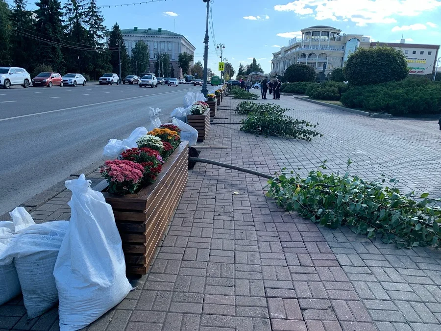 На улице Ленина высадили 76 лип: озеленение Курска продолжается