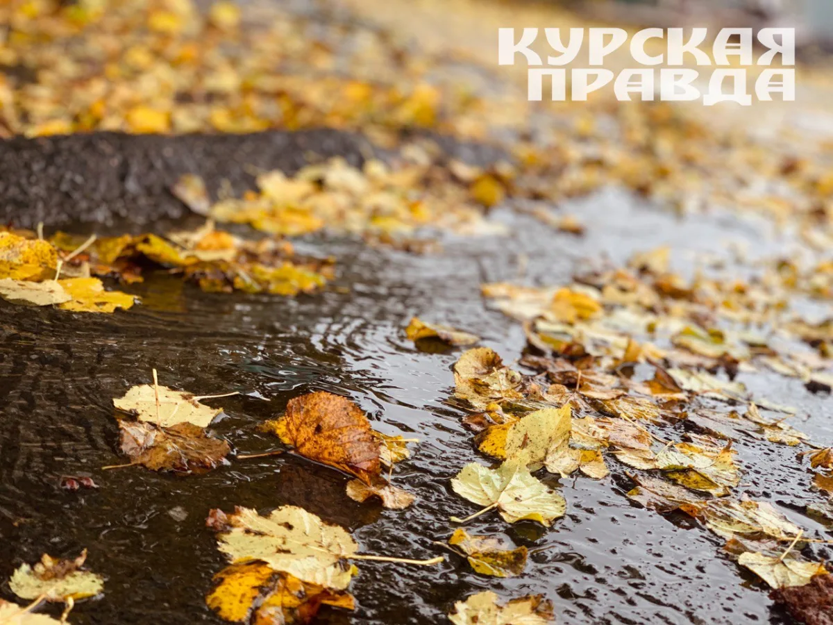 Похолодание и дожди ожидают Курскую область в начале недели