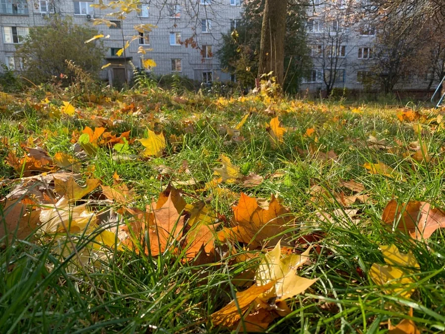 Погода в Курске: облачное небо с прояснениями и дожди